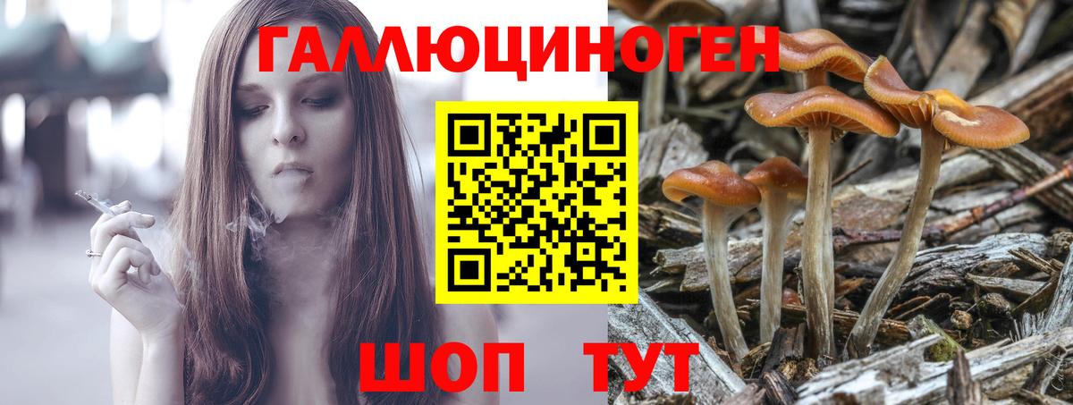Псилоцибиновые грибы Psilocybe  Вход с VPN  Сосновый Бор 